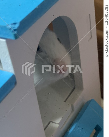 害怕的倉鼠 害怕的倉鼠 126403282