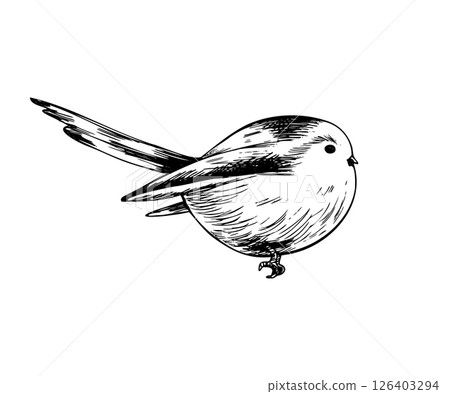 Long-tailed tit, bird side view very cute, funny, realistic. Graphic line art hand drawn ink black and white illustration vector clip art. Separate element isolated 126403294