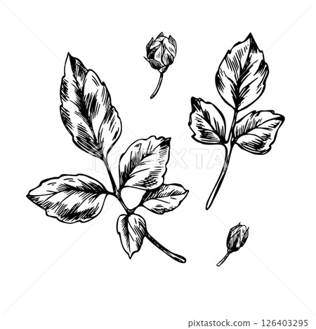 Graceful rose buds and leaves. Graphic line art hand drawn ink black and white illustration vector clip art. Set of separate elements isolated 126403295