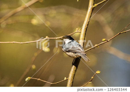 Coal tit sitting on a tree branch 126403344