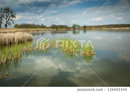 View of a calm lake with growing reeds and clouds in the sky View of a calm lake with growing reeds and clouds in the sky 126403349