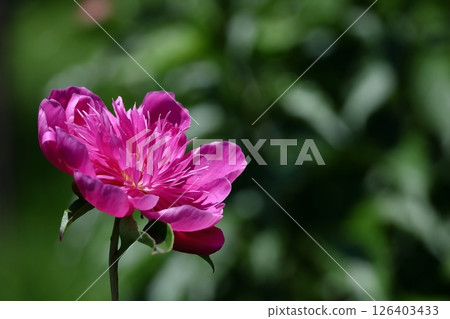 日式美女站姿 日式美女站姿 126403433