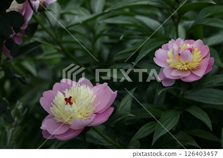 日式美女站姿 126403457