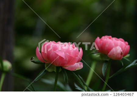 Japanese style beauty standing 126403467