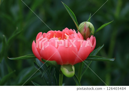 Japanese style beauty standing 126403484