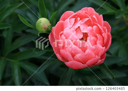 日式美女站姿 日式美女站姿 126403485