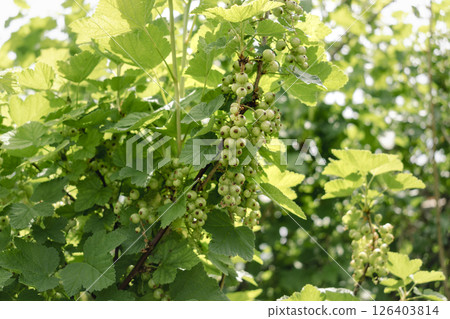 Unripe green gooseberry in garden at springtime, healthy food, ribes rubrum 126403814
