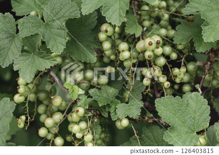 Unripe green gooseberry in garden at springtime, healthy food, ribes rubrum 126403815
