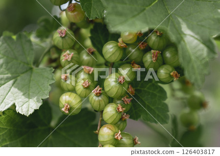 Unripe green gooseberry in garden at springtime, healthy food, ribes rubrum 126403817