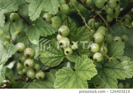 Unripe green gooseberry in garden at springtime, healthy food, ribes rubrum 126403818