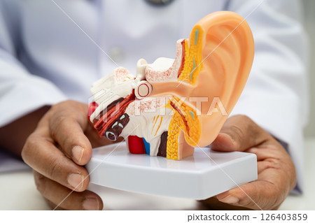 Asian doctor holding human ear model to learn and treat hearing loss in patient. Asian doctor holding human ear model to learn and treat hearing loss in patient. 126403859