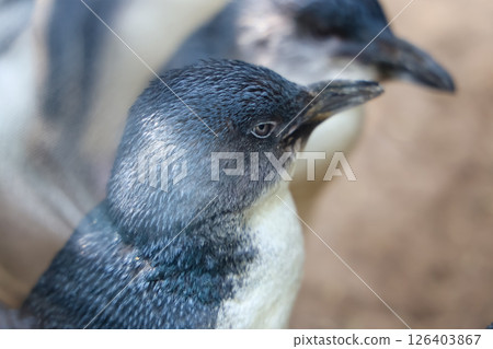 The Fairy penguin or blue penguin is so cute and local animal in phillip island,Australia 126403867