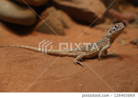 The Central Netted Dragon is nature animal in australia 126403869