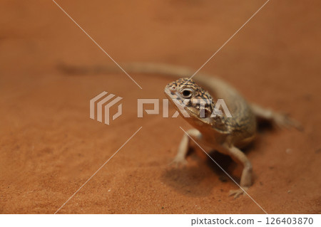 The Central Netted Dragon is nature animal in australia The Central Netted Dragon is nature animal in australia 126403870