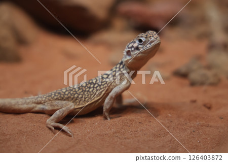The Central Netted Dragon is nature animal in australia The Central Netted Dragon is nature animal in australia 126403872