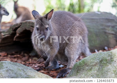 The Tammar Wallaby is small animal and cute in Australia 126403873