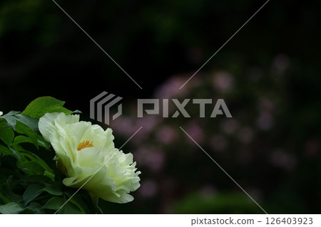讓你感覺到女性化的花朵 讓你感覺到女性化的花朵 126403923