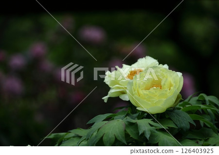 讓你感覺到女性化的花朵 讓你感覺到女性化的花朵 126403925