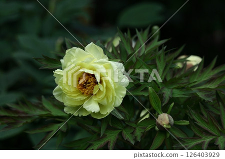 Flowers that make you feel feminine Flowers that make you feel feminine 126403929