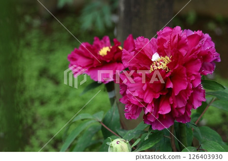 Flowers that make you feel feminine 126403930