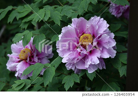 Flowers that make you feel feminine Flowers that make you feel feminine 126403954