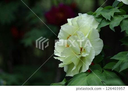 讓你感覺到女性化的花朵 126403957