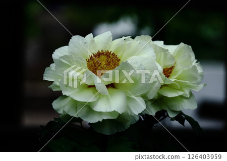 讓你感覺到女性化的花朵 126403959