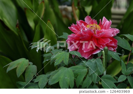 讓你感覺到女性化的花朵 讓你感覺到女性化的花朵 126403969