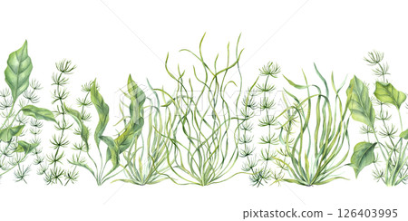 Delicate marine plants and seaweed horizontal seamless watercolor banner isolated background. Organic underwater kelps for ocean themed web headers, textile prints, spa branding 126403995