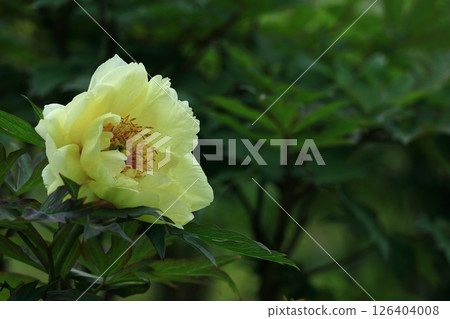 Flowers that make you feel feminine 126404008
