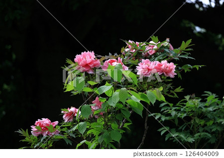 Flowers that make you feel feminine 126404009