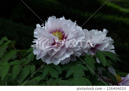 讓你感覺到女性化的花朵 讓你感覺到女性化的花朵 126404010
