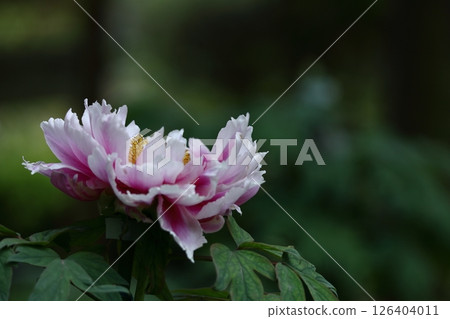 Flowers that make you feel feminine 126404011