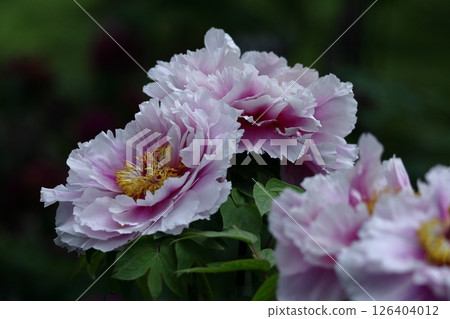 Flowers that make you feel feminine 126404012