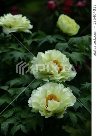 讓你感覺到女性化的花朵 126404015