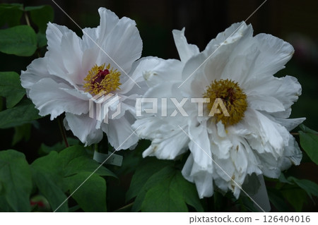 讓你感覺到女性化的花朵 126404016