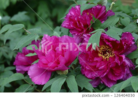 讓你感覺到女性化的花朵 126404030