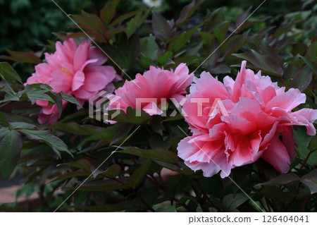 讓你感覺到女性化的花朵 126404041