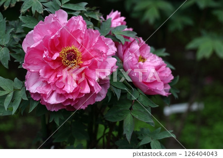Flowers that make you feel feminine Flowers that make you feel feminine 126404043