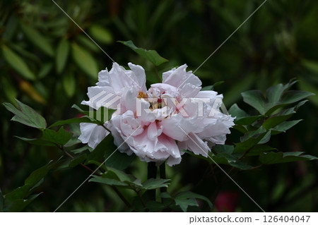 Flowers that make you feel feminine 126404047