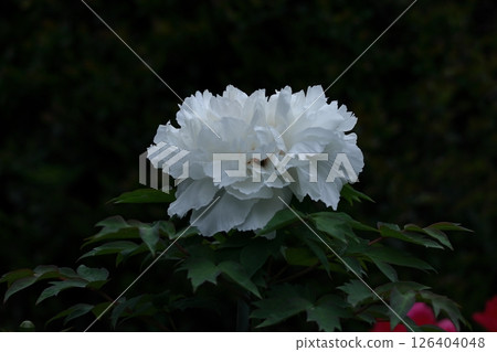 讓你感覺到女性化的花朵 126404048