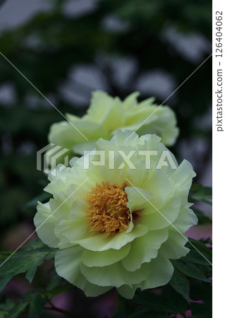 Flowers that make you feel feminine Flowers that make you feel feminine 126404062