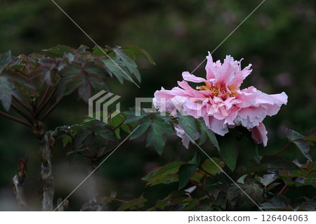 讓你感覺到女性化的花朵 讓你感覺到女性化的花朵 126404063