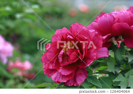 讓你感覺到女性化的花朵 126404064