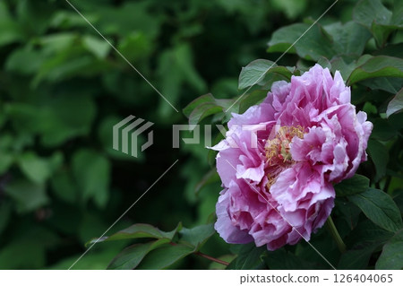 讓你感覺到女性化的花朵 讓你感覺到女性化的花朵 126404065