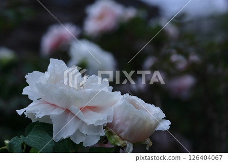 讓你感覺到女性化的花朵 讓你感覺到女性化的花朵 126404067