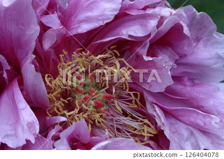 讓你感覺到女性化的花朵 讓你感覺到女性化的花朵 126404078