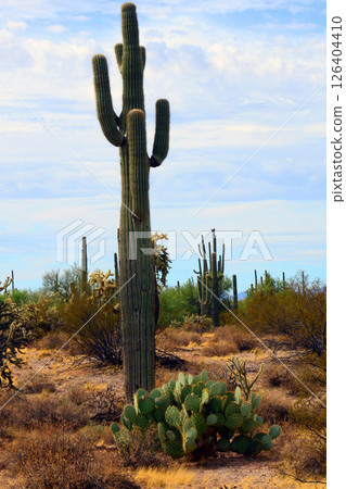 Early Winter Landscape Sonoran Desert Arizona Early Winter Landscape Sonoran Desert Arizona 126404410