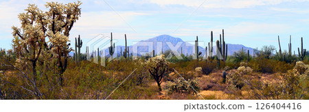 Early Winter Landscape Sonoran Desert Arizona 126404416