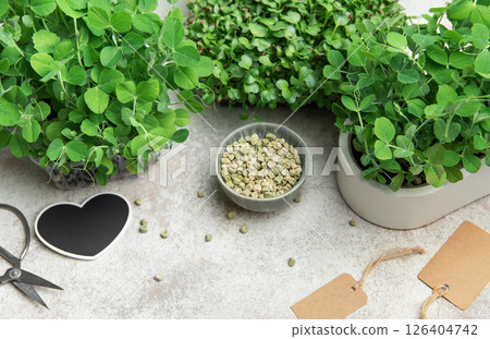 Gardener growing microgreens at home using seeds and pots Gardener growing microgreens at home using seeds and pots 126404742